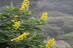 Crotalaria semperflorens